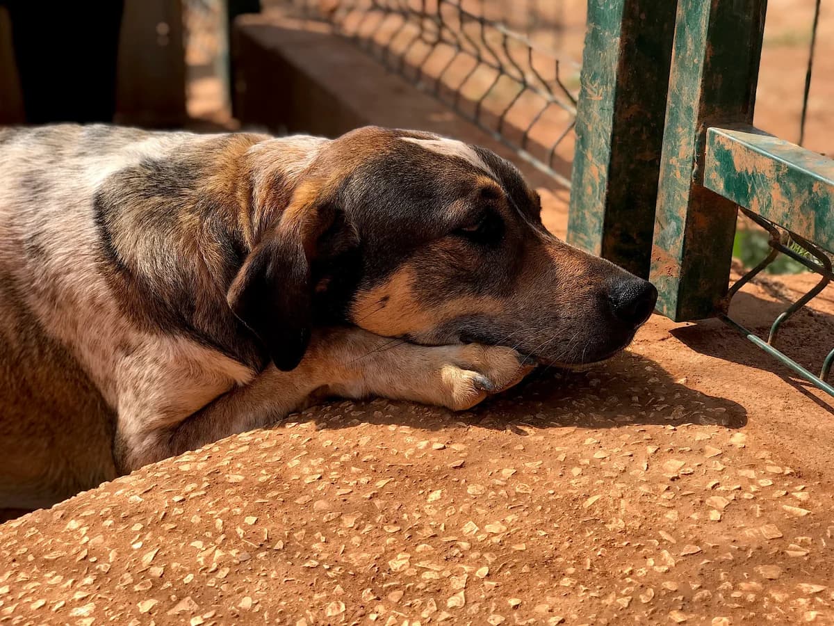 Russel, male senior Mixed Breed for adoption at Cadela Carlota, Cadela Carlota