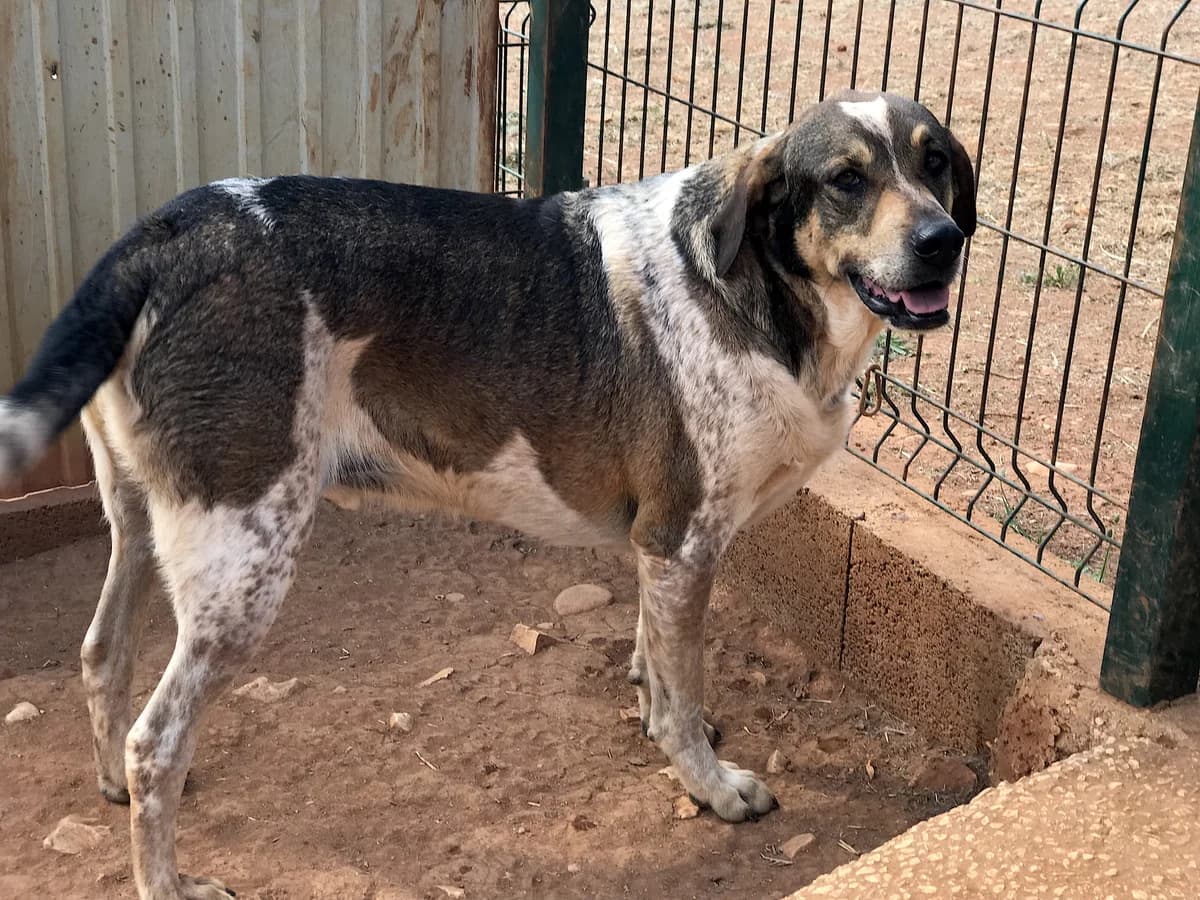 Russel, male Mixed Breed for adoption at Cadela Carlota, Cadela Carlota photo 2