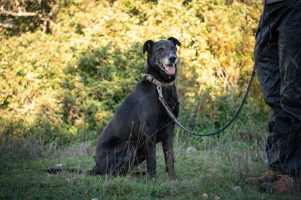 Tiger, female Mixed Breed for adoption at Cadela Carlota, Cadela Carlota photo 2