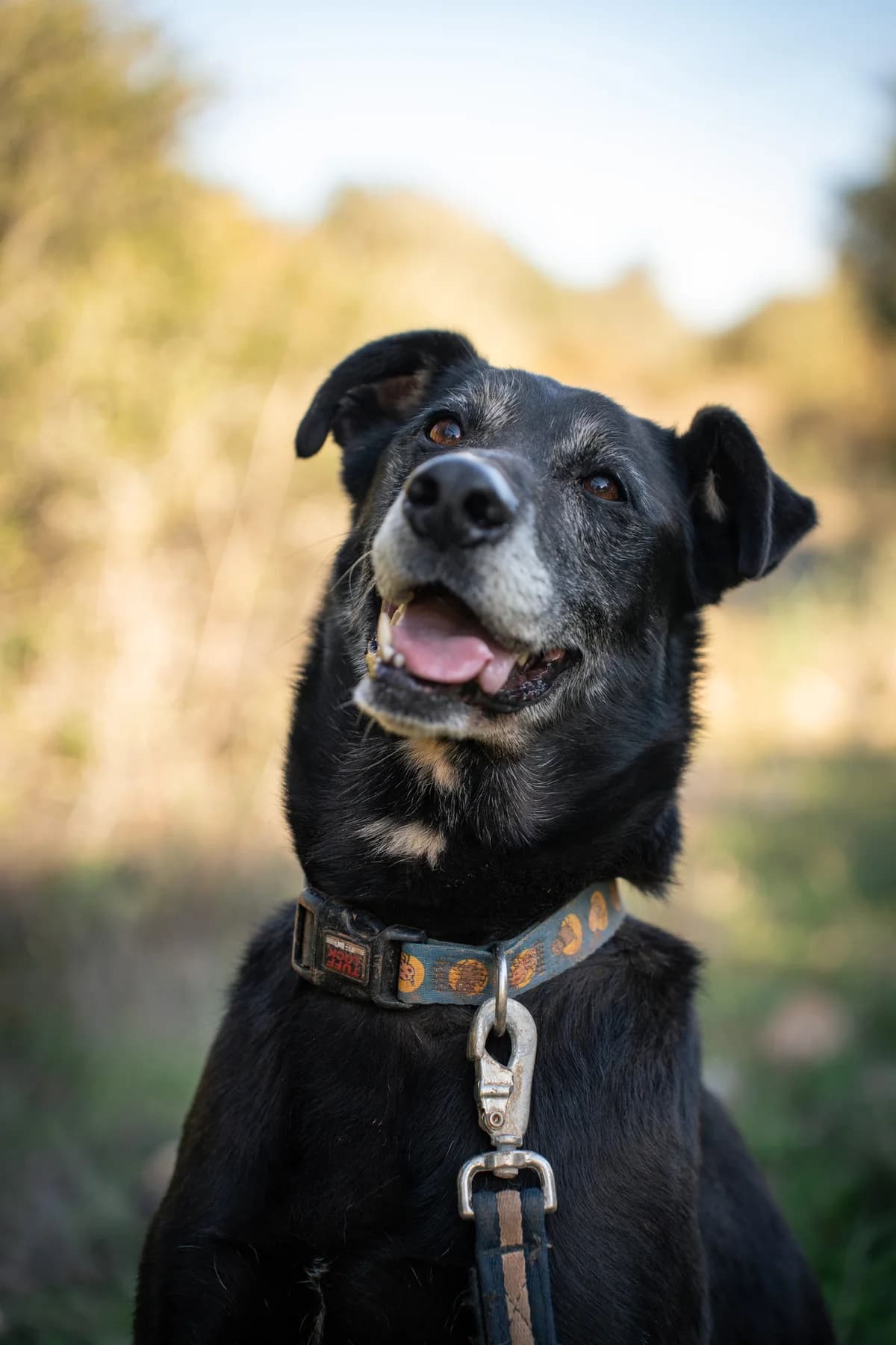 Tiger, female Mixed Breed for adoption at Cadela Carlota, Cadela Carlota photo 3