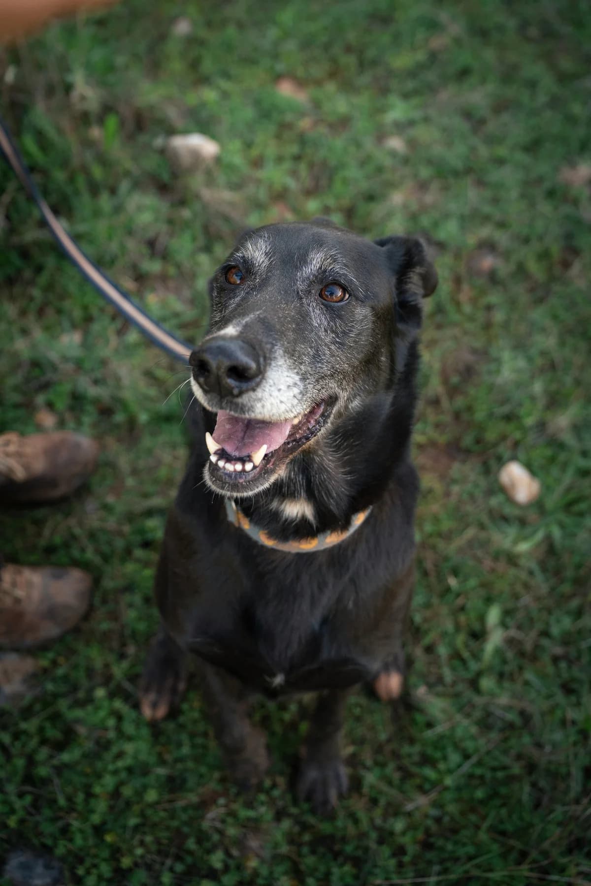 Tiger, female Mixed Breed for adoption at Cadela Carlota, Cadela Carlota photo 4