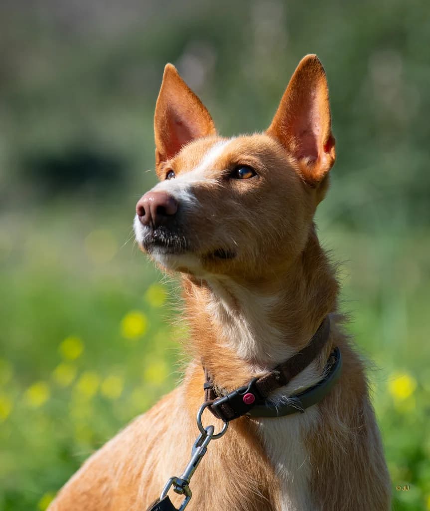 Touro, male Mixed Breed for adoption at Cadela Carlota