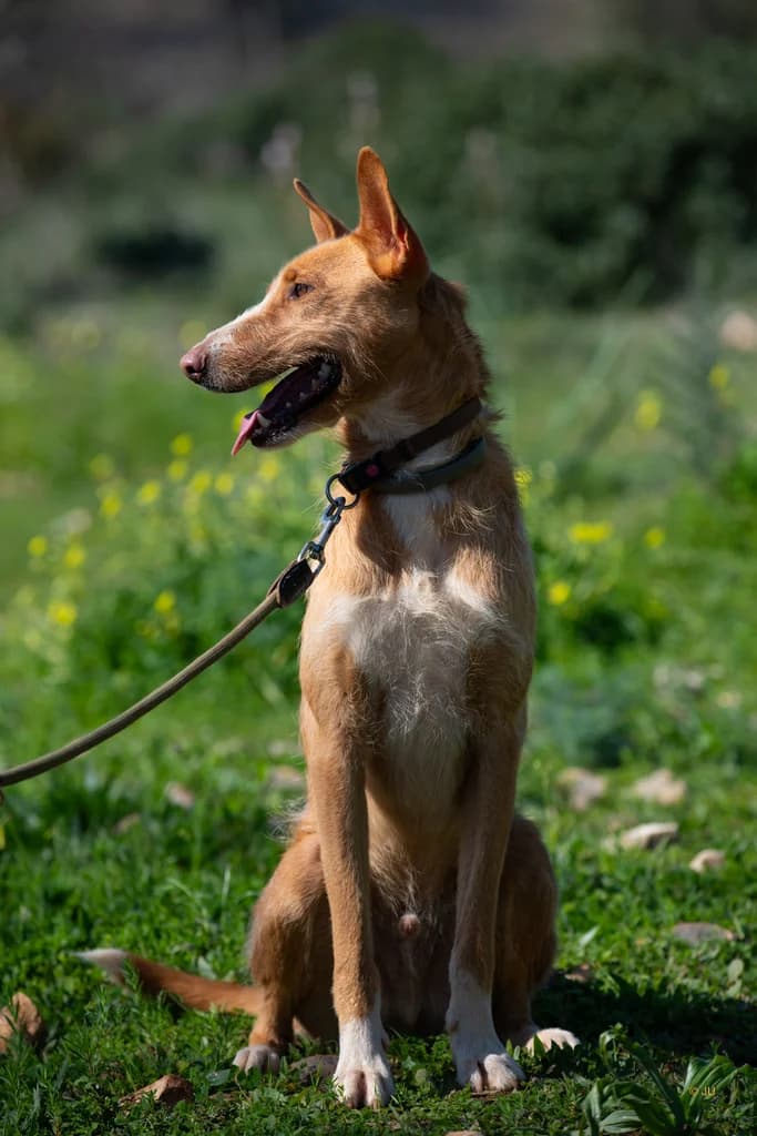 Touro, male Mixed Breed for adoption at Cadela Carlota, Cadela Carlota photo 2