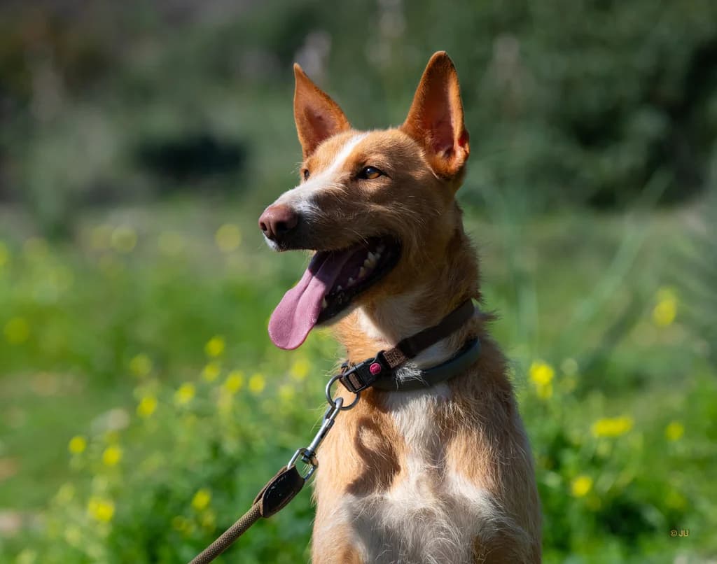 Touro, male Mixed Breed for adoption at Cadela Carlota, Cadela Carlota photo 3