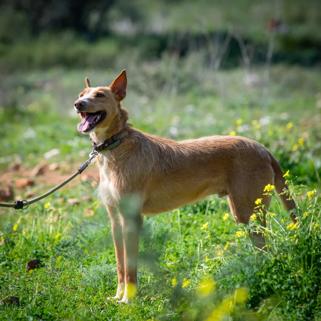 Touro, male Mixed Breed for adoption at Cadela Carlota, Cadela Carlota photo 4