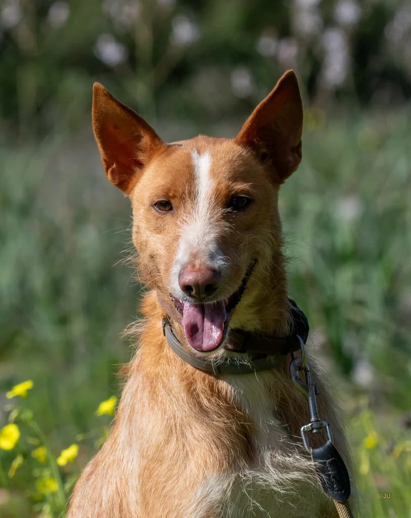 Touro, male Mixed Breed for adoption at Cadela Carlota, Cadela Carlota photo 5