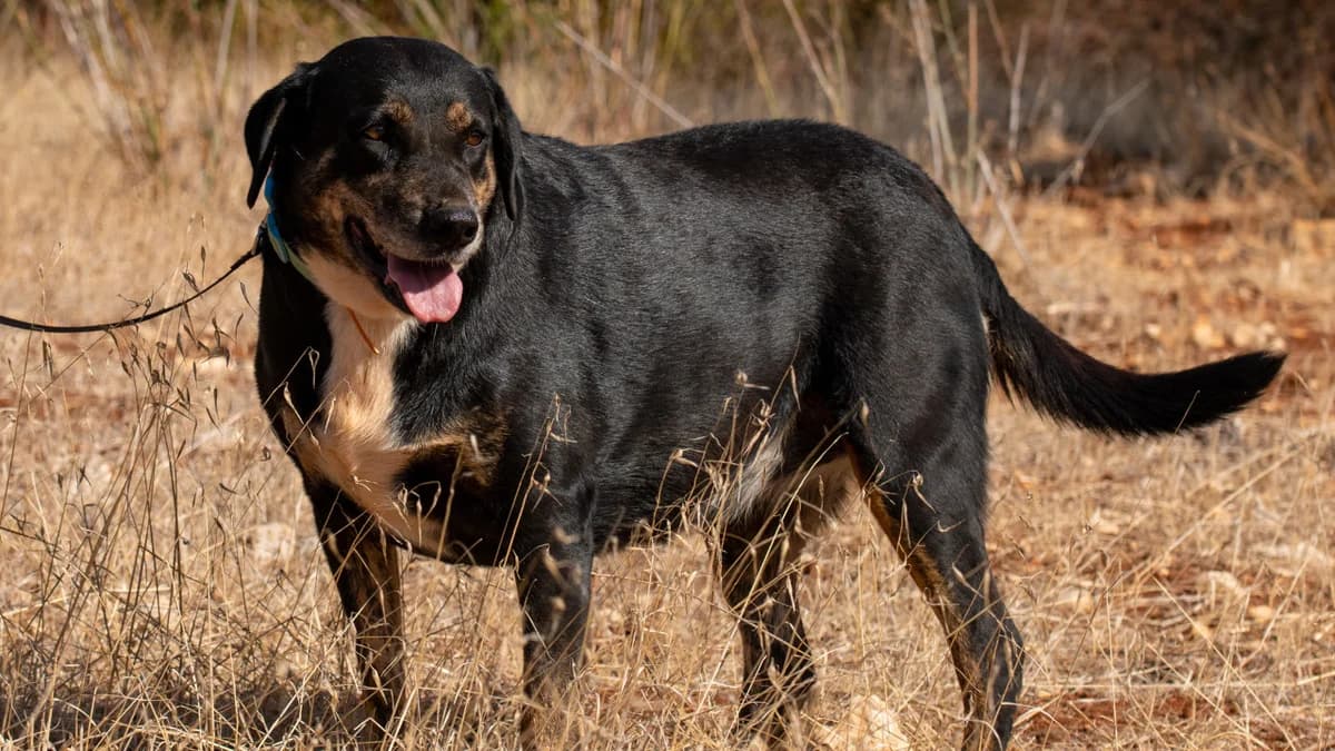 Zara, female senior Mixed Breed for adoption at Cadela Carlota, Cadela Carlota