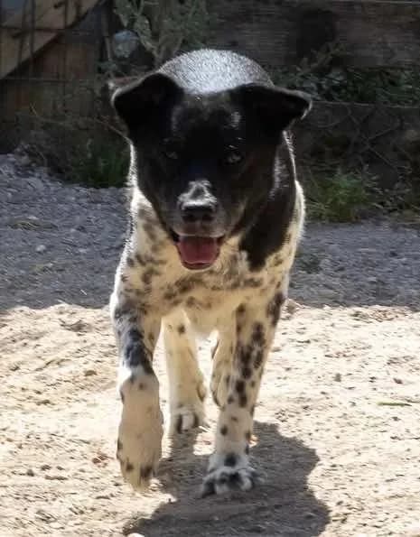 Biscas, male 4yo Mixed Breed for adoption at Canil da Aroeira, -059 Almada