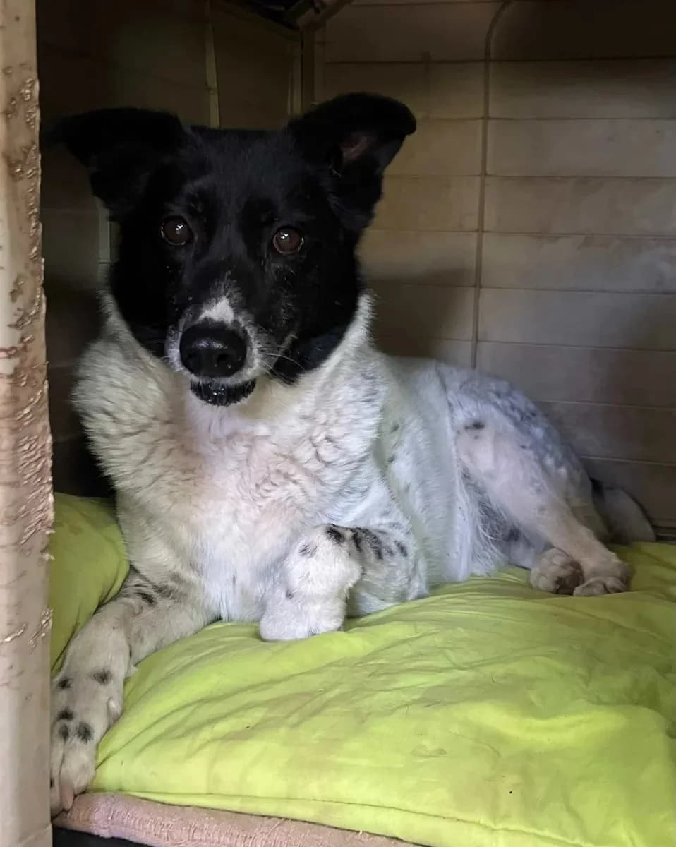 Buba, male 4yo Mixed Breed for adoption at Canil da Aroeira, -059 Almada