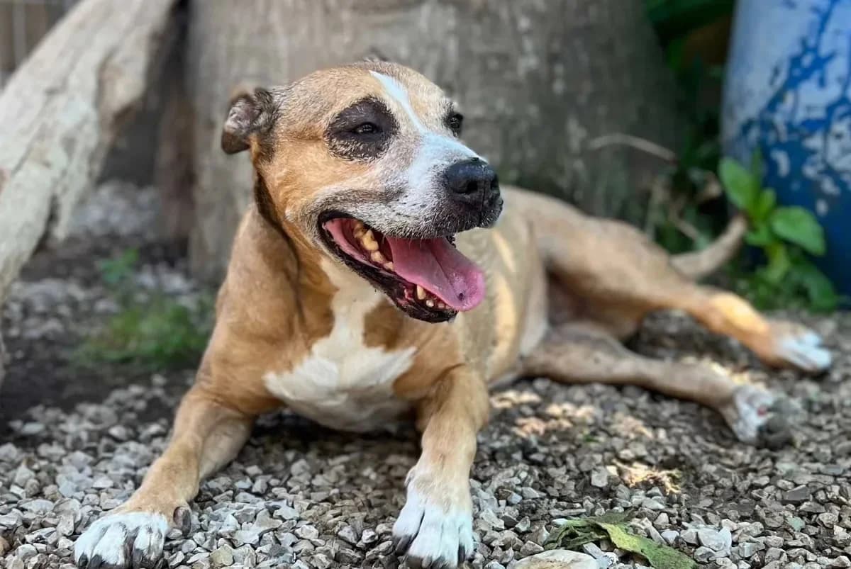 Daisy, female senior Mixed Breed for adoption at Canil da Aroeira, -059 Almada