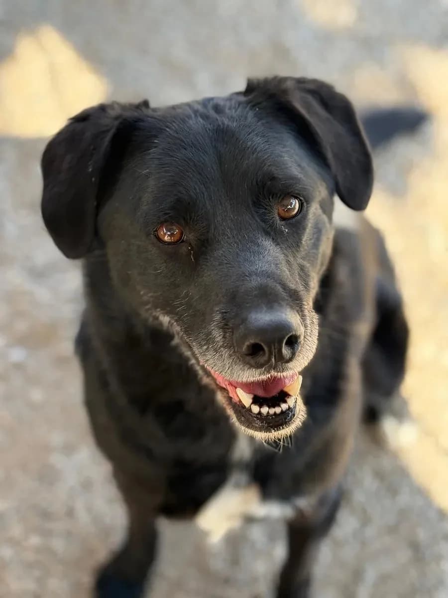 Dark, male 4yo Mixed Breed for adoption at Canil da Aroeira, -059 Almada