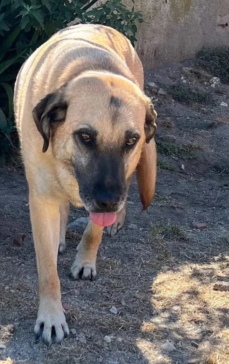 Doris, female 4yo Mixed Breed for adoption at Canil da Aroeira, -059 Almada