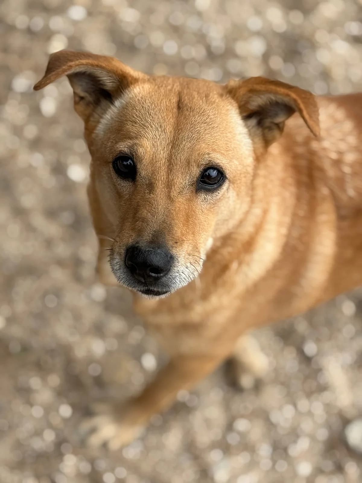 Fava, female 4yo Mixed Breed for adoption at Canil da Aroeira, -059 Almada