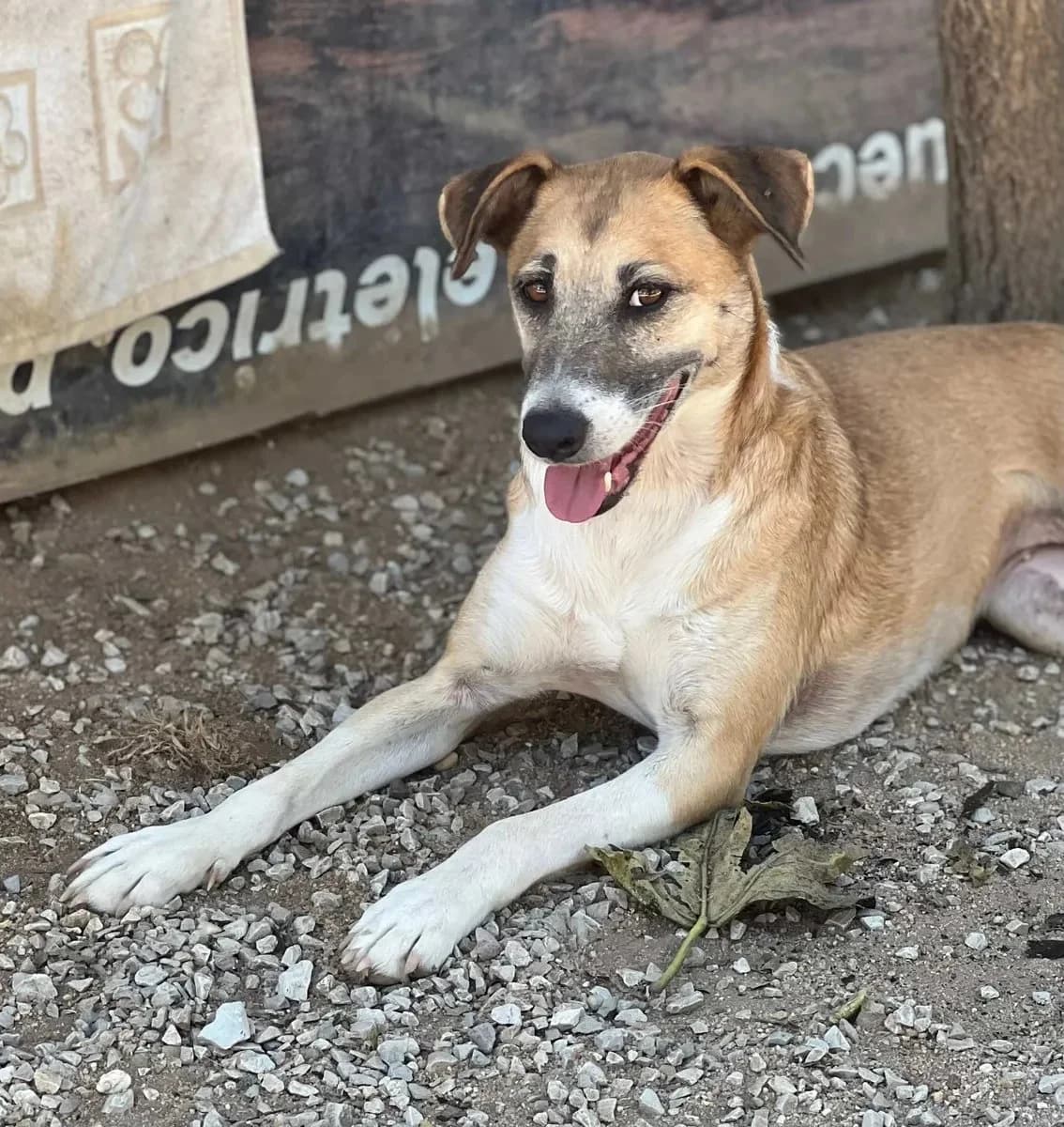 Jasmim, female 4yo Mixed Breed for adoption at Canil da Aroeira, -059 Almada