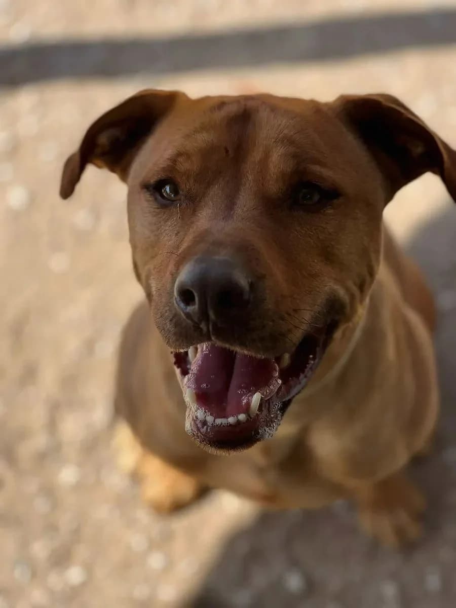 Jeff, male 4yo Mixed Breed for adoption at Canil da Aroeira, -059 Almada