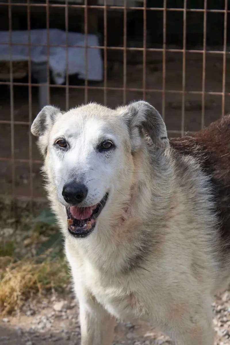 Joaninha, female senior Mixed Breed for adoption at Canil da Aroeira, -059 Almada