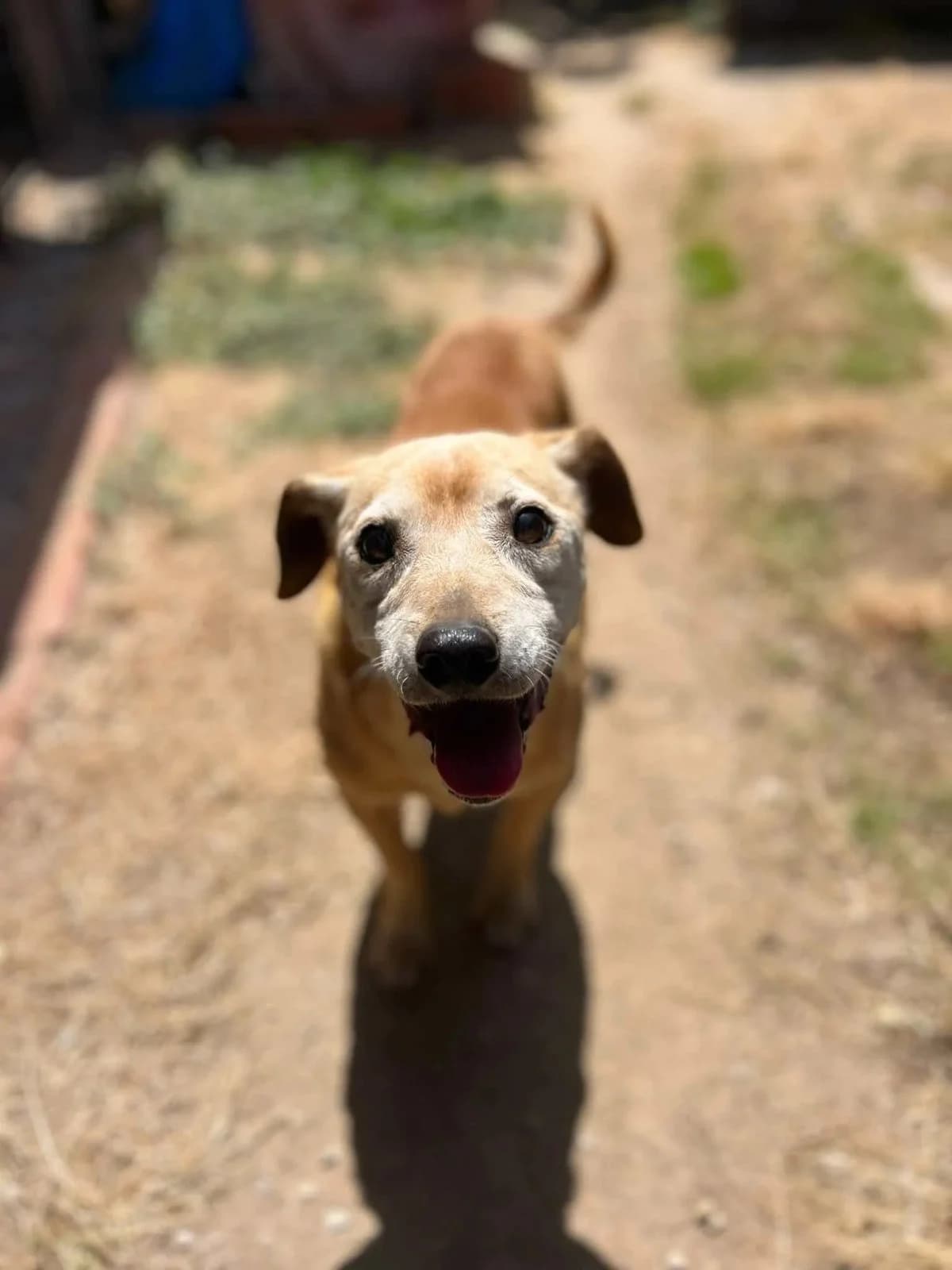 Kina, female Mixed Breed for adoption at Canil da Aroeira, -059 Almada