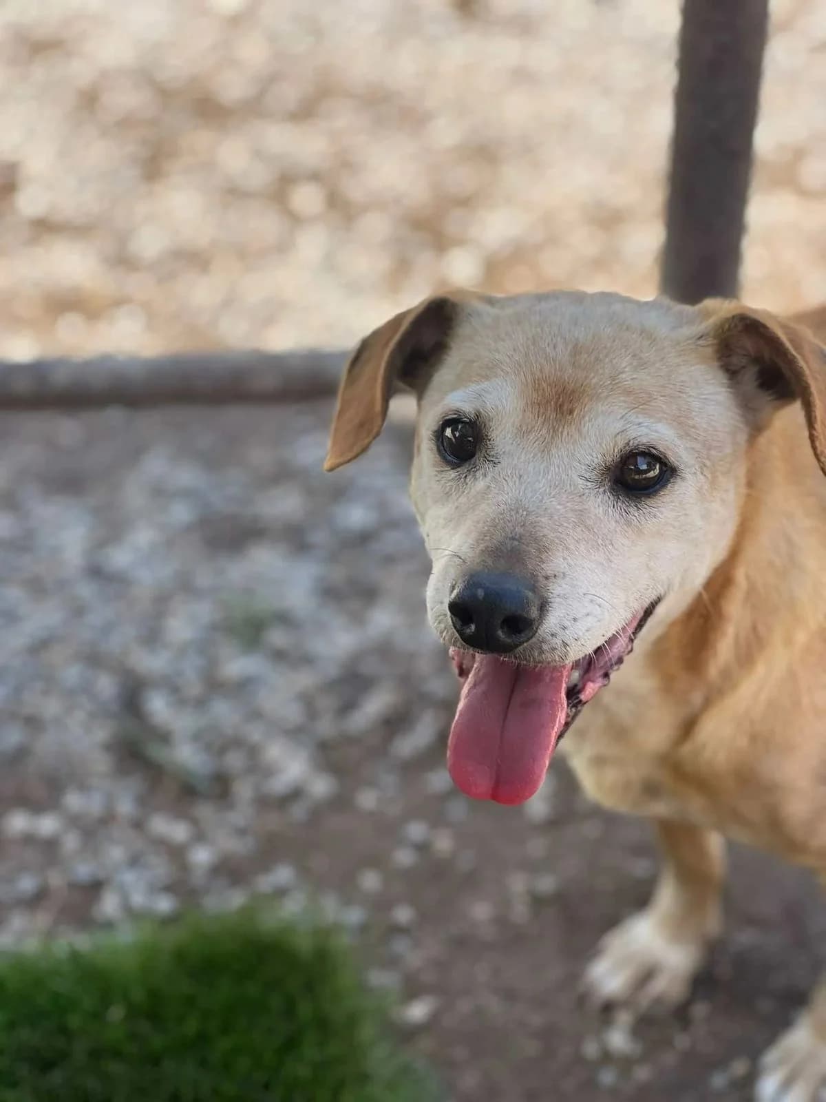 Kina, female senior Mixed Breed for adoption at Canil da Aroeira, -059 Almada