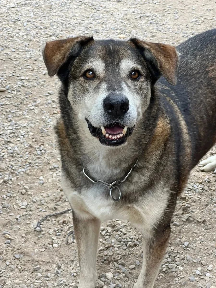 Lobo, male 4yo Mixed Breed for adoption at Canil da Aroeira, -059 Almada