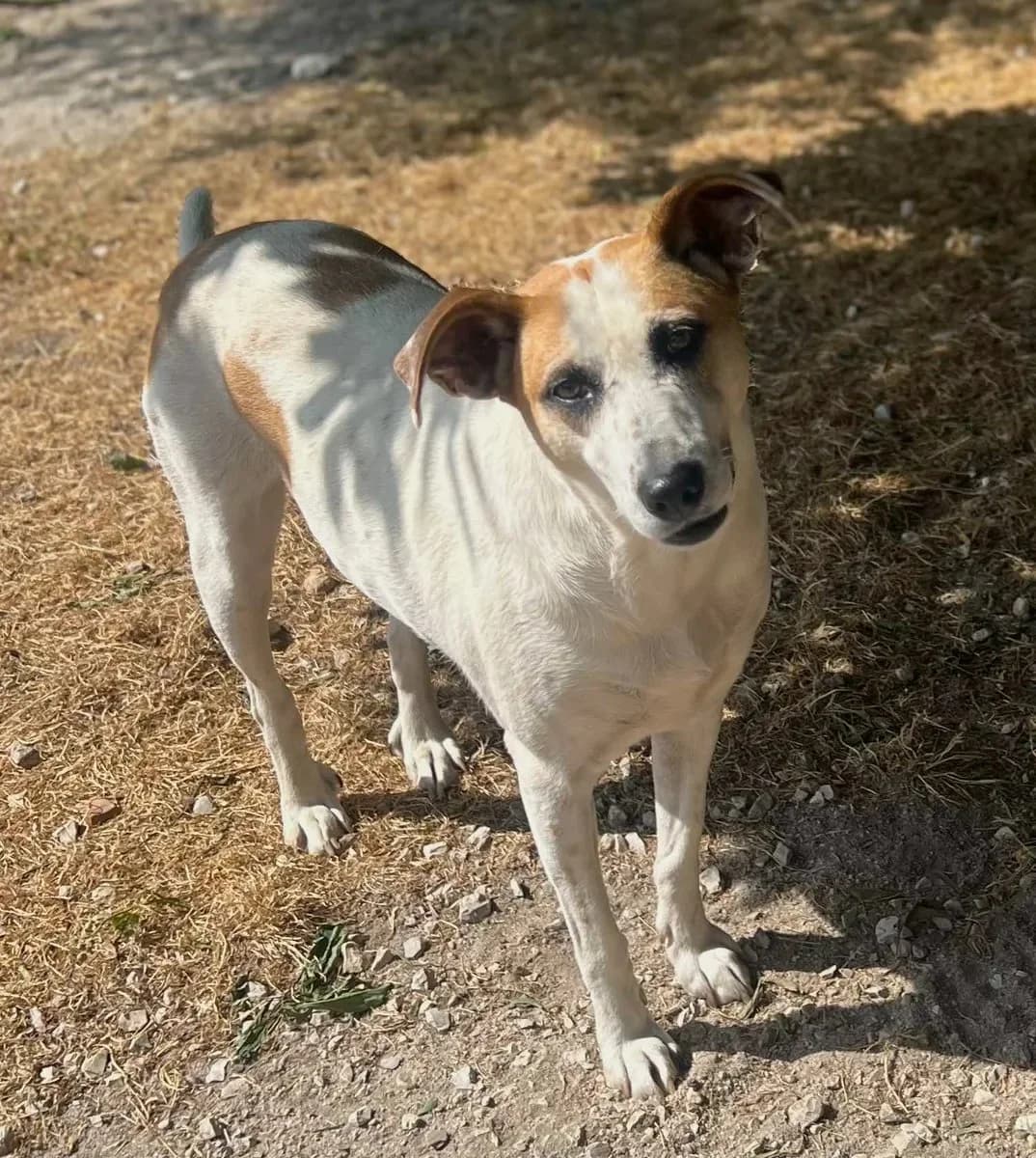 Lola, female 4yo Mixed Breed for adoption at Canil da Aroeira, -059 Almada