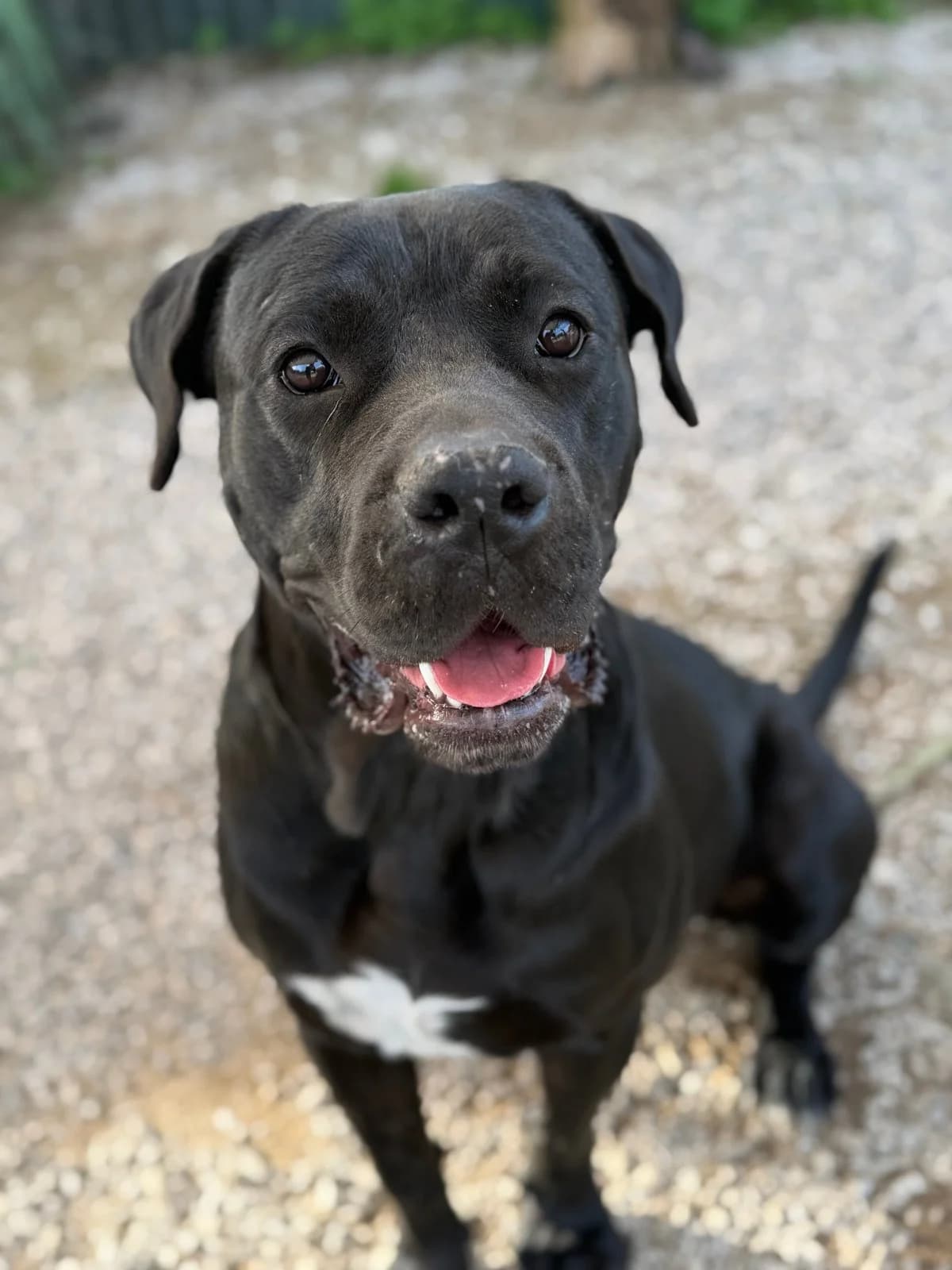 Luna, female 4yo Mixed Breed for adoption at Canil da Aroeira, -059 Almada