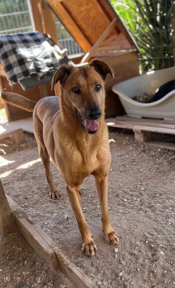 Mel, female senior Mixed Breed for adoption at Canil da Aroeira, -059 Almada