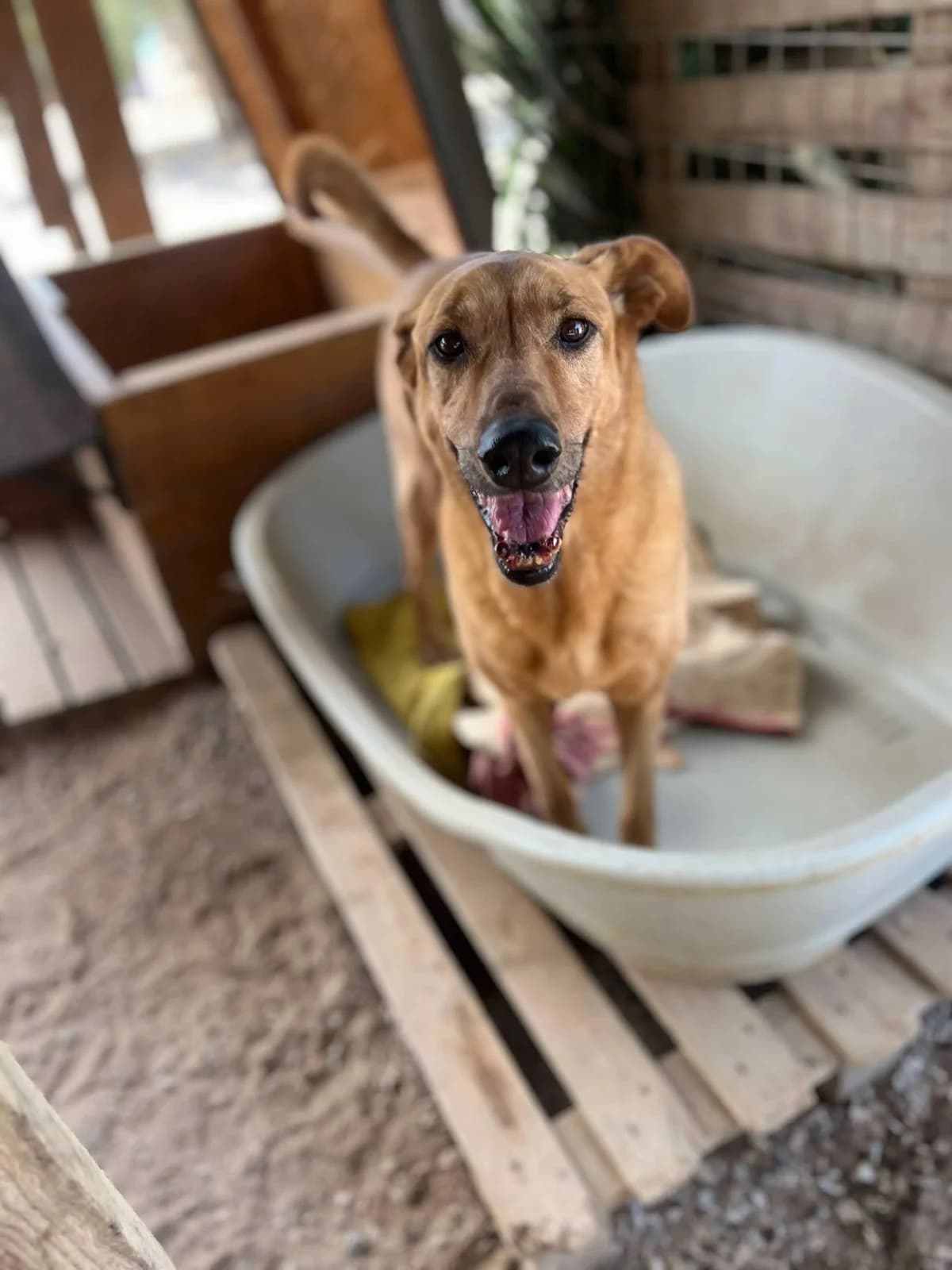 Mel, female Mixed Breed for adoption at Canil da Aroeira — photo 2 of 4