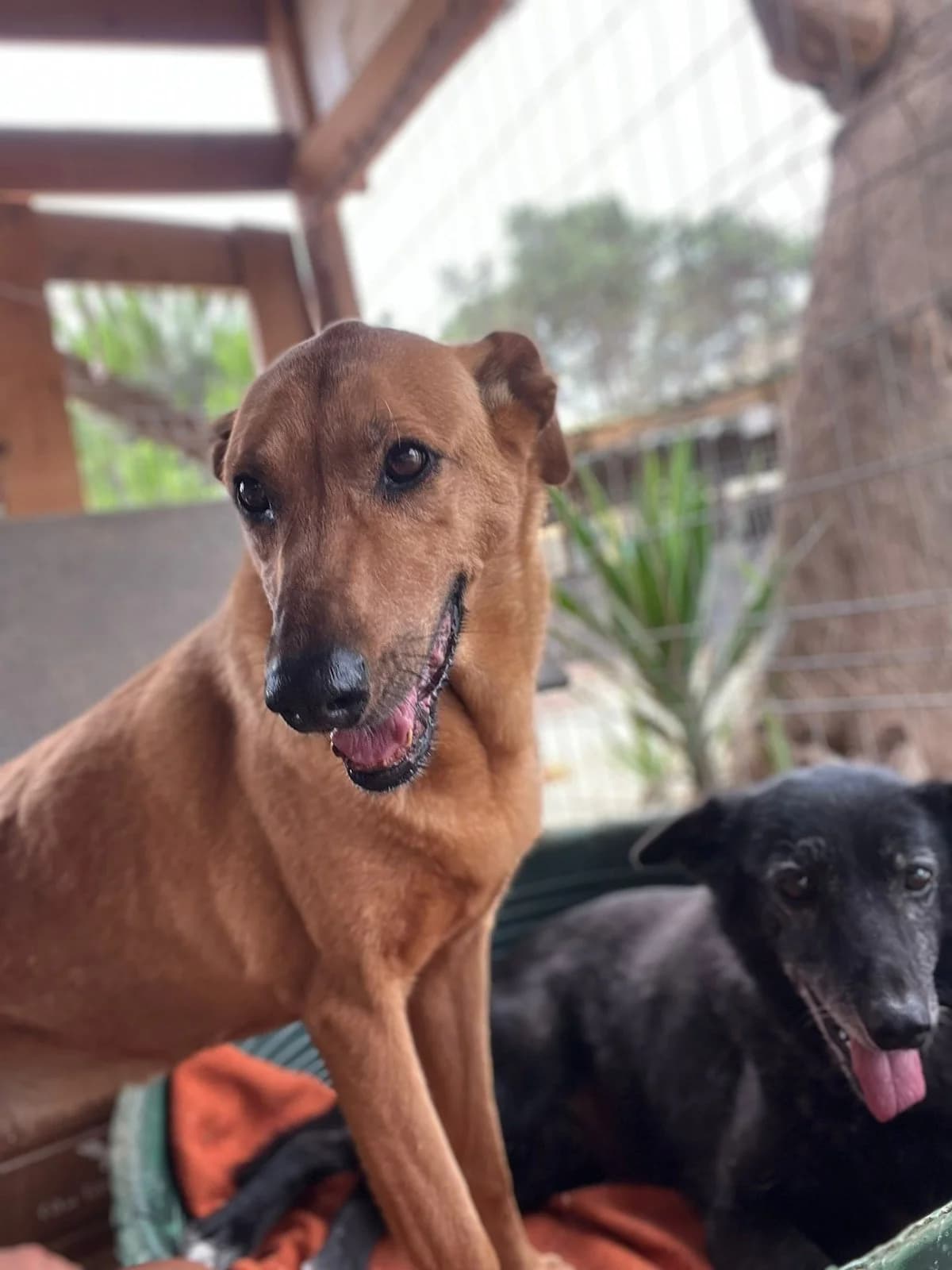 Mel, female Mixed Breed for adoption at Canil da Aroeira — photo 3 of 4