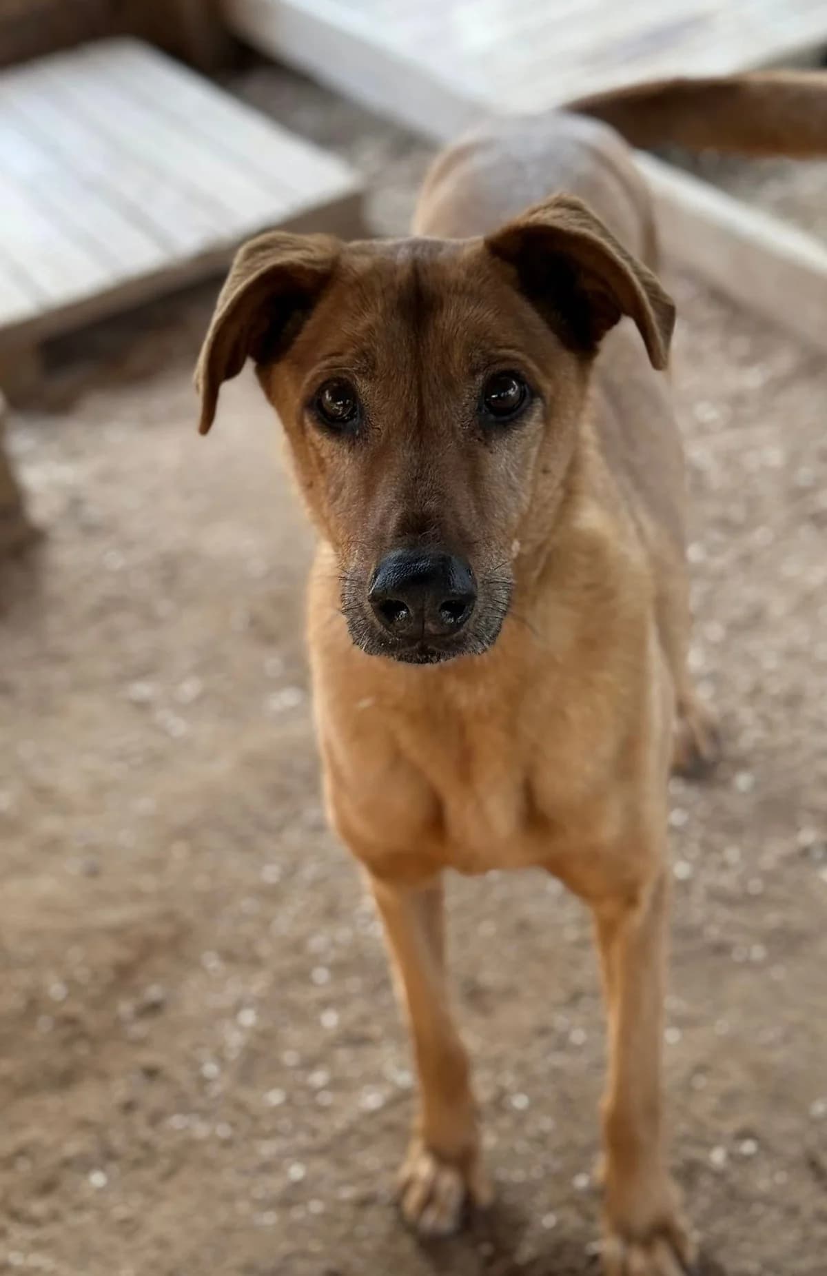 Mel, female Mixed Breed for adoption at Canil da Aroeira — photo 4 of 4