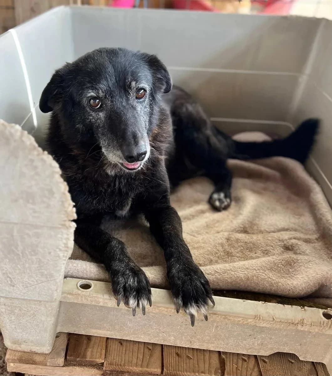 Lia, female senior Mixed Breed for adoption at Canil da Aroeira, -059 Almada