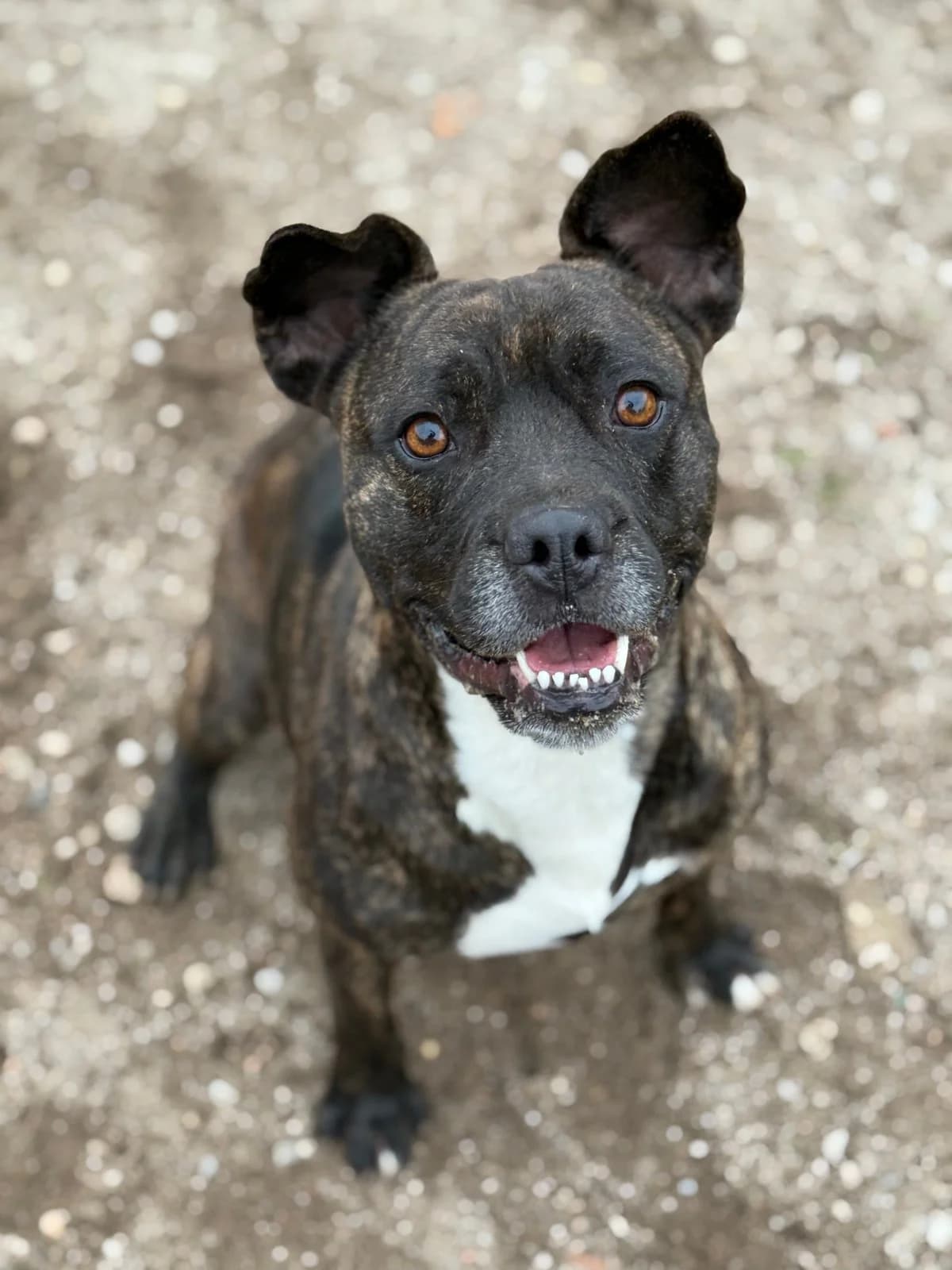 Pumba, male Mixed Breed for adoption at Canil da Aroeira