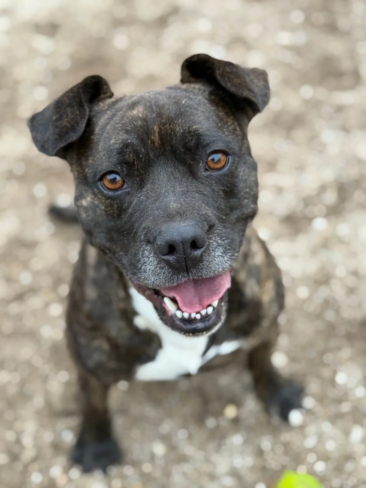 Pumba, male Mixed Breed for adoption at Canil da Aroeira — photo 2 of 4