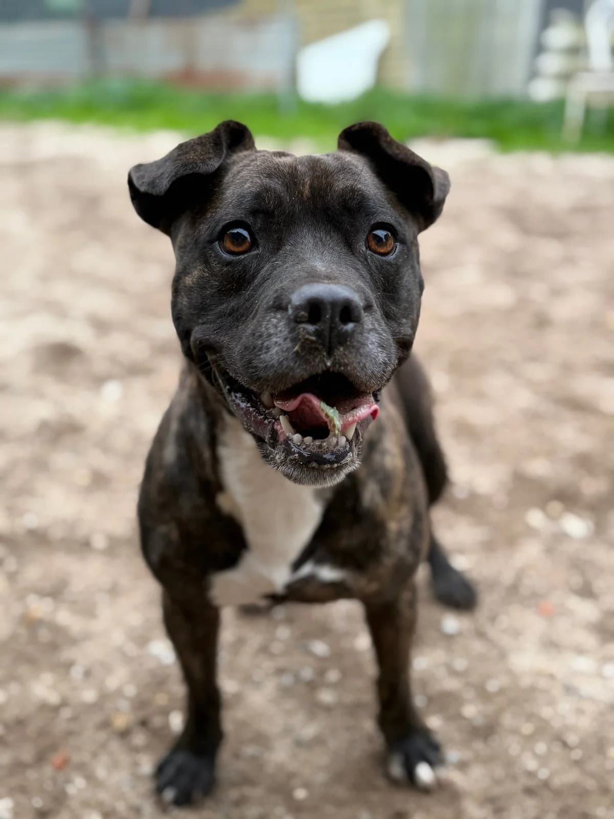 Pumba, male Mixed Breed for adoption at Canil da Aroeira — photo 3 of 4