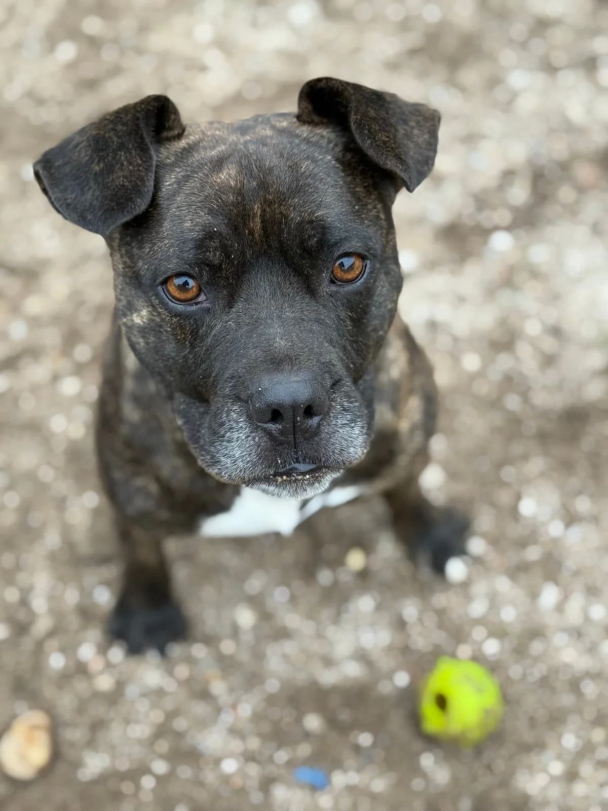 Pumba, male Mixed Breed for adoption at Canil da Aroeira — photo 4 of 4
