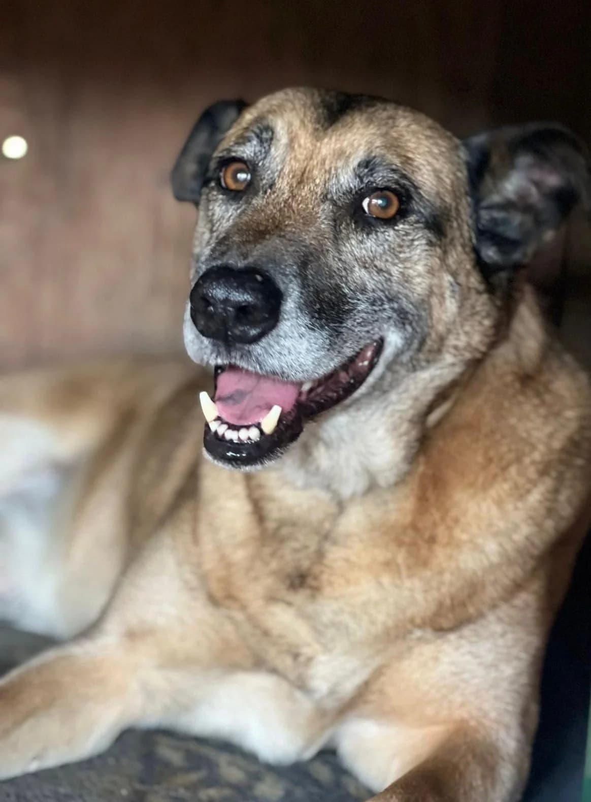 Ralphie, male Mixed Breed for adoption at Canil da Aroeira — photo 2 of 2