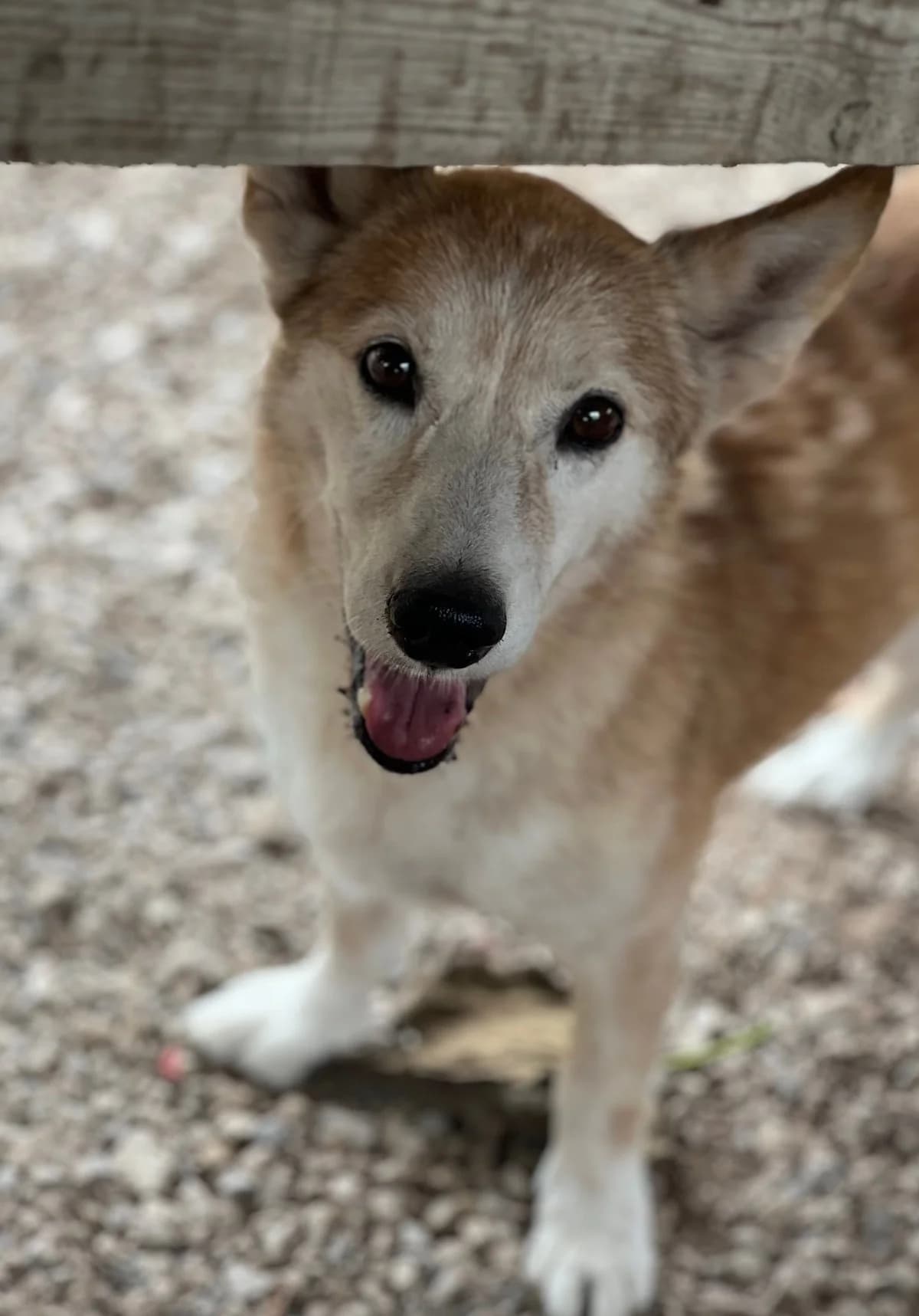 Raposinho, male Mixed Breed for adoption at Canil da Aroeira — photo 2 of 2