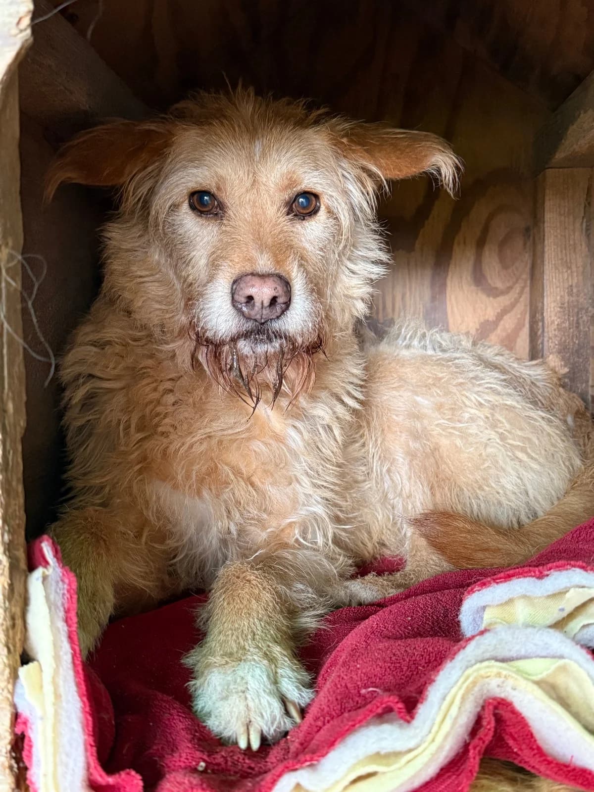 Ritinha, female Mixed Breed for adoption at Canil da Aroeira — photo 2 of 3