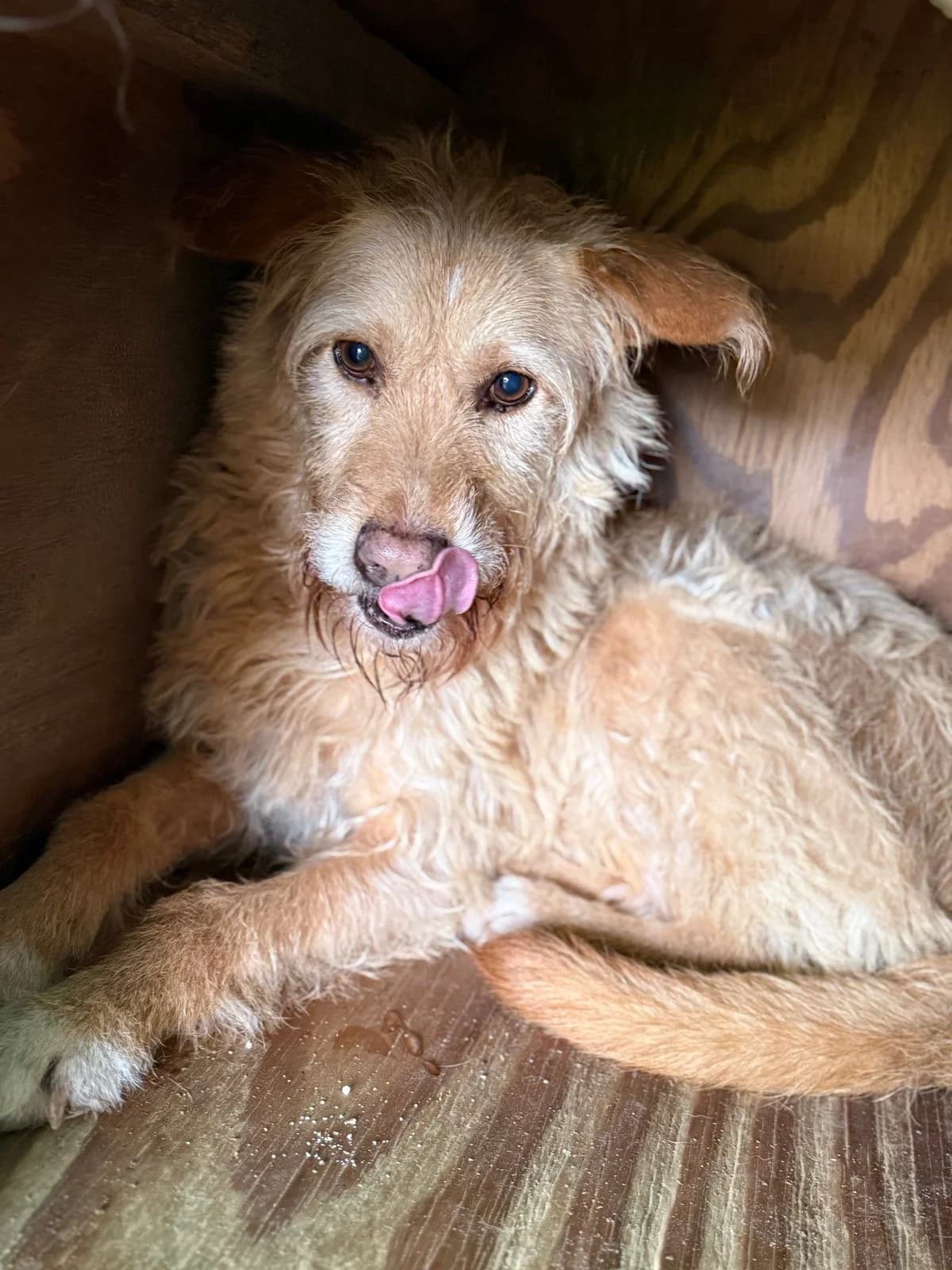 Ritinha, female Mixed Breed for adoption at Canil da Aroeira — photo 3 of 3