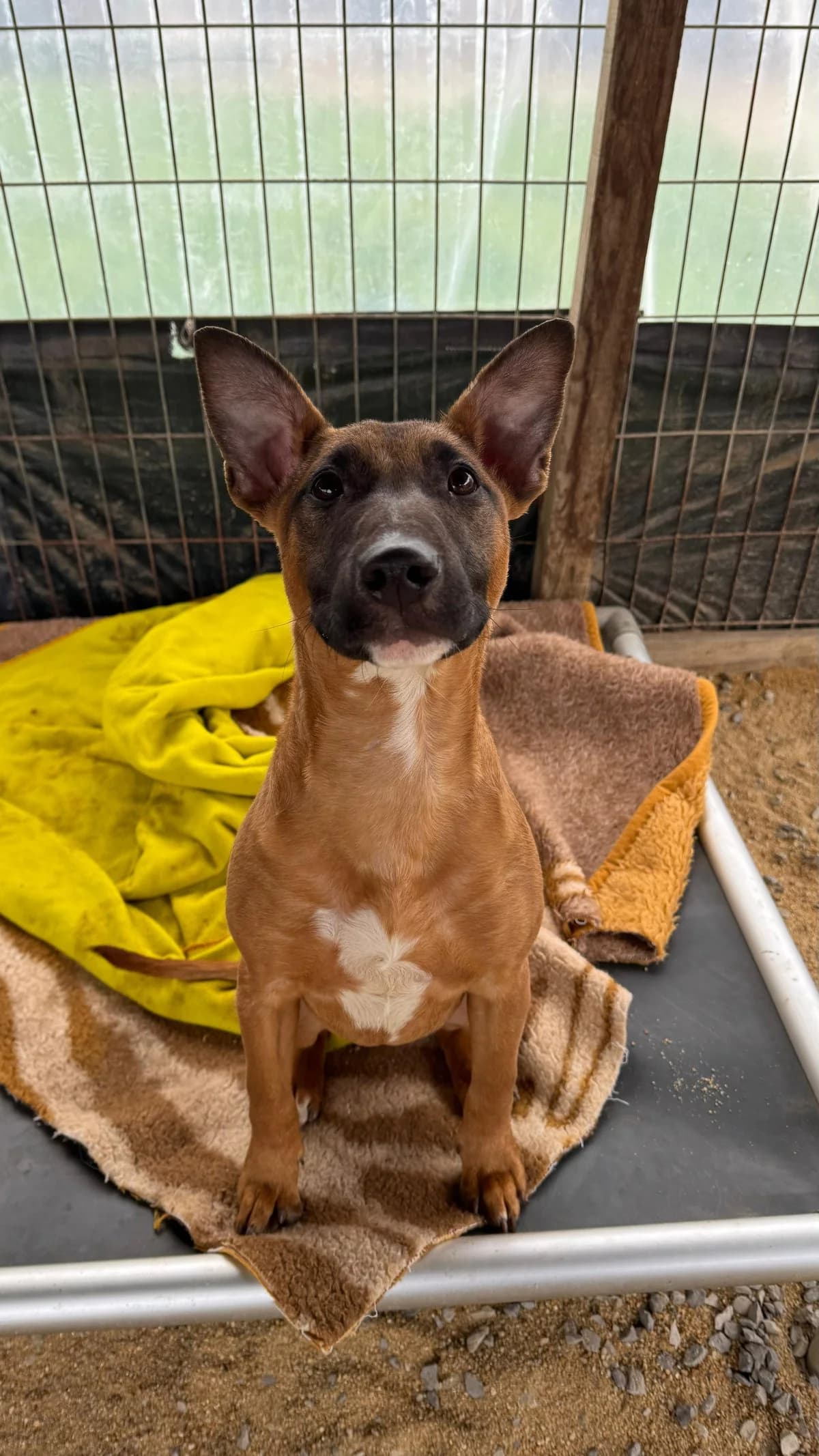 Rubi, female Mixed Breed for adoption at Canil da Aroeira