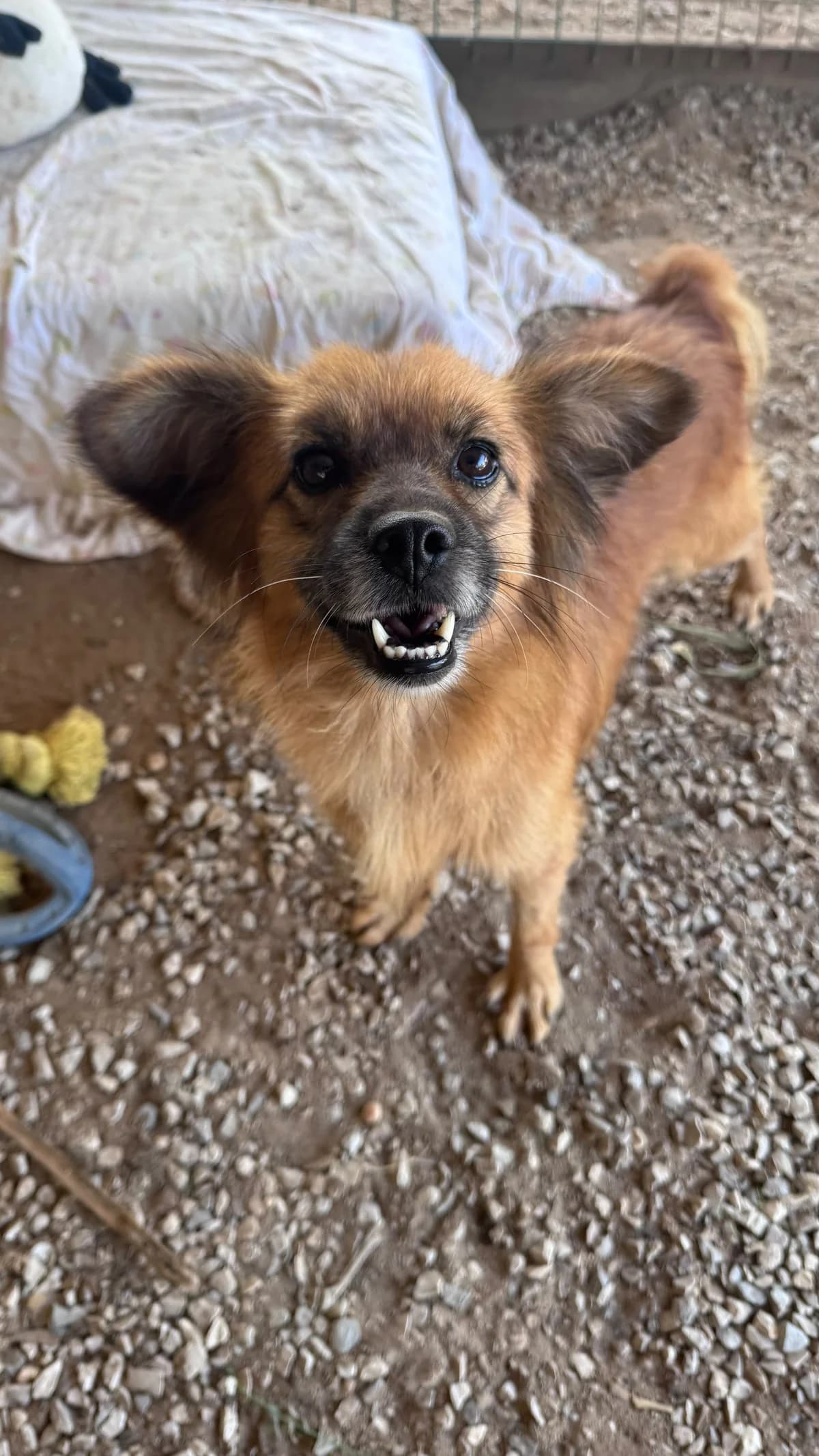 Sally, female 4yo Mixed Breed for adoption at Canil da Aroeira, -059 Almada