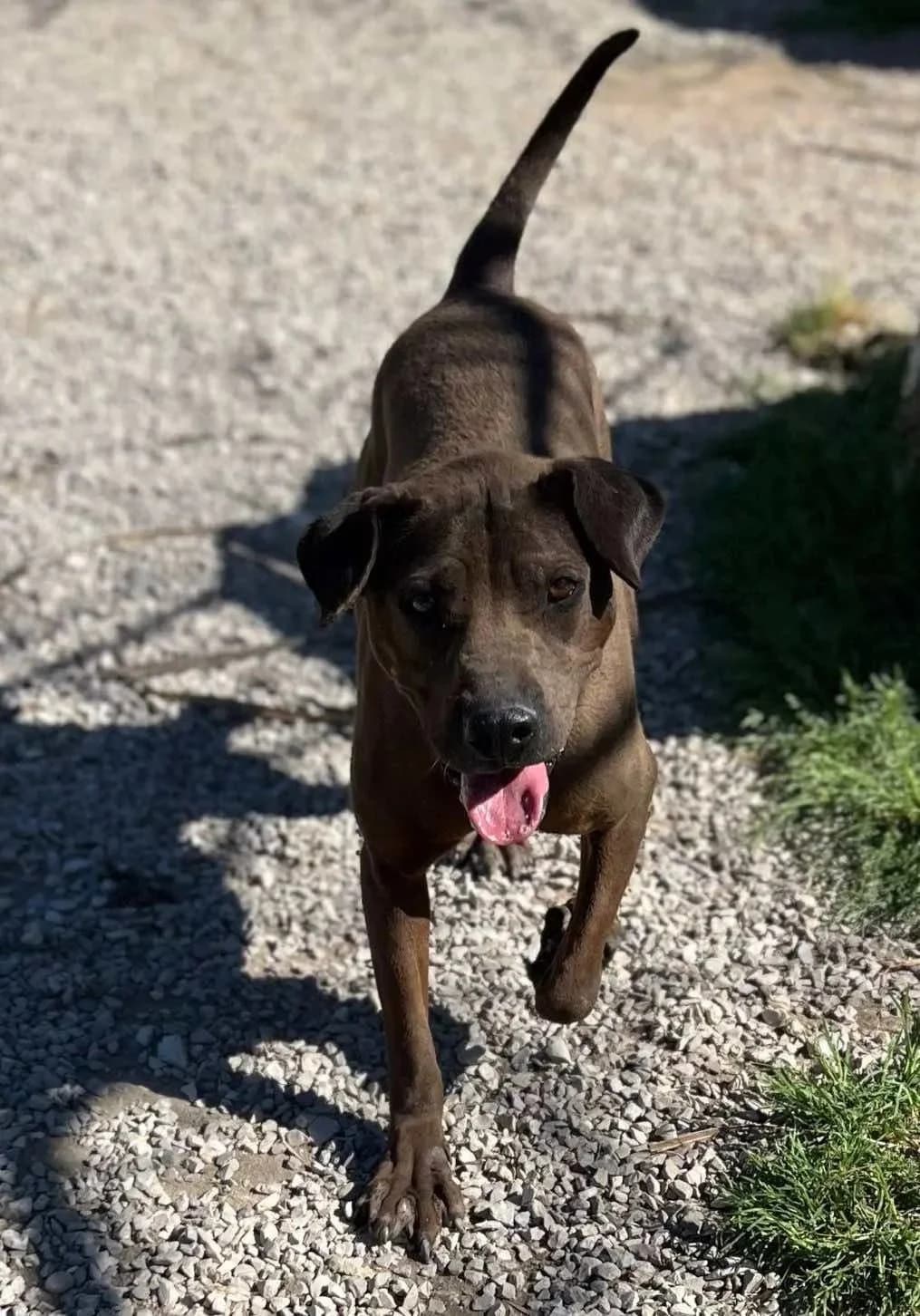 Salma, female Mixed Breed for adoption at Canil da Aroeira — photo 2 of 5