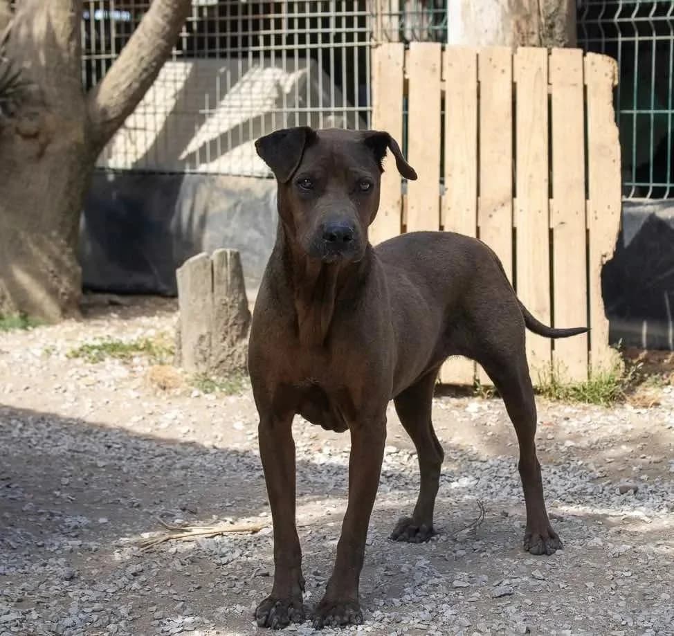Salma, female Mixed Breed for adoption at Canil da Aroeira — photo 3 of 5