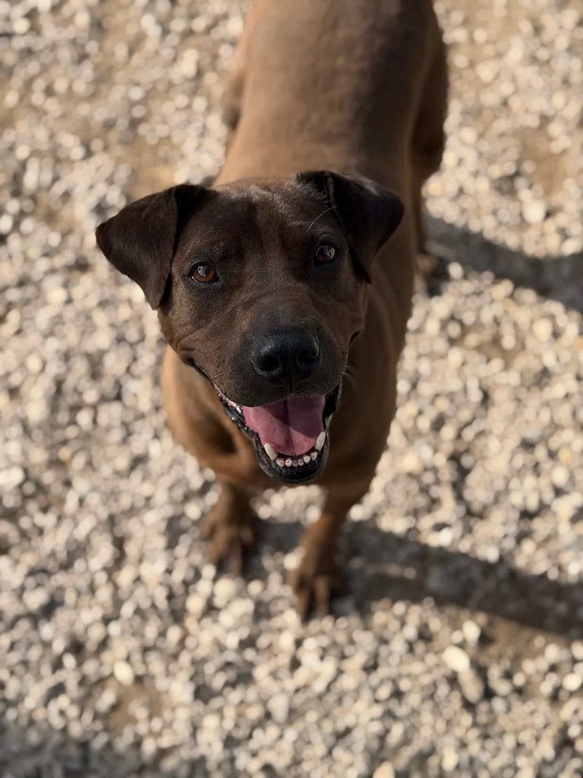 Salma, female Mixed Breed for adoption at Canil da Aroeira — photo 4 of 5