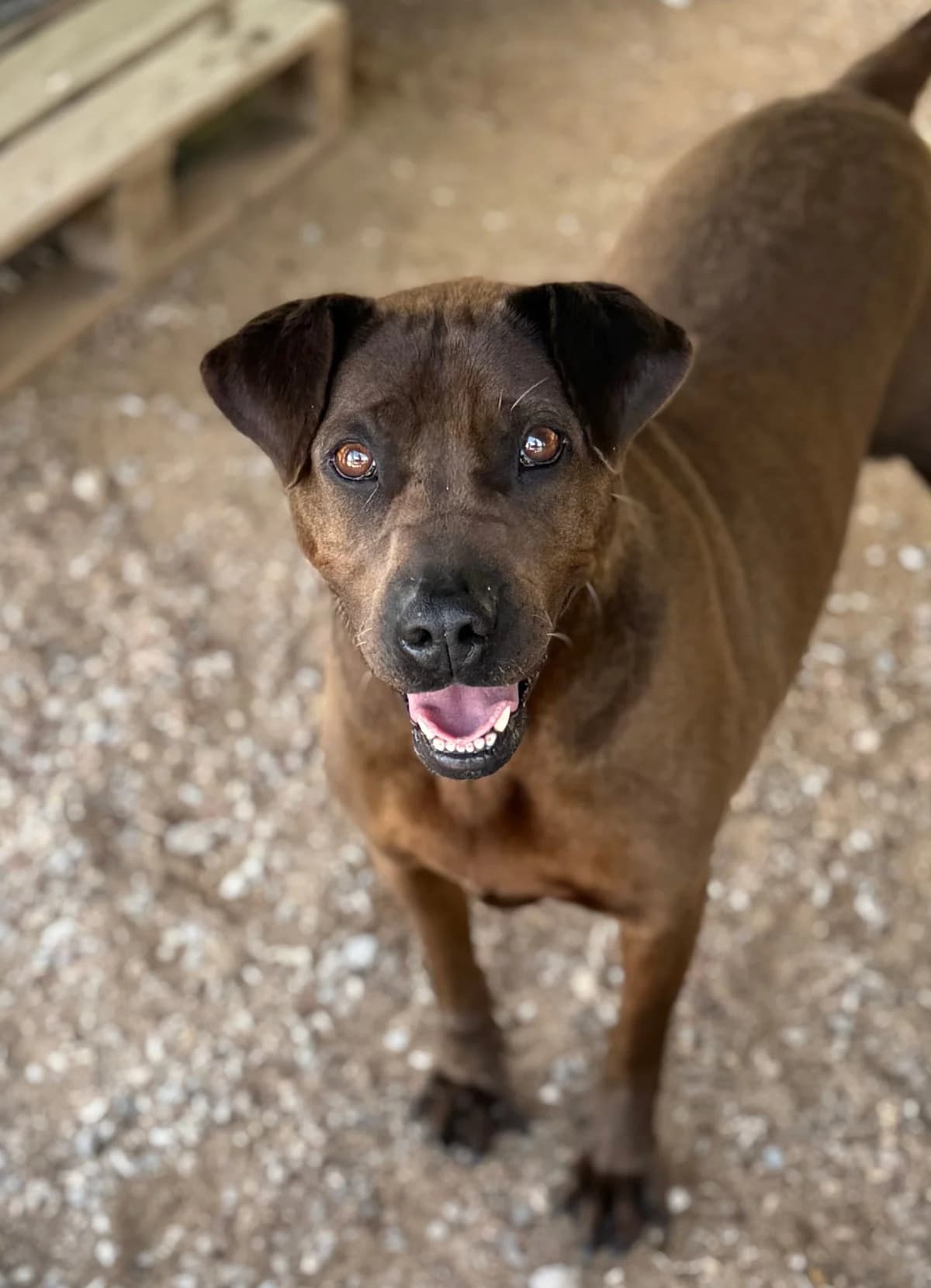 Salma, female Mixed Breed for adoption at Canil da Aroeira — photo 5 of 5