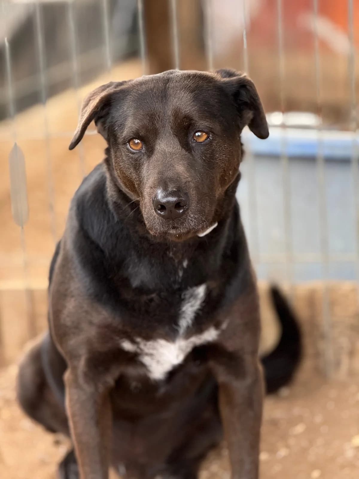 Sam, male Mixed Breed for adoption at Canil da Aroeira — photo 2 of 4