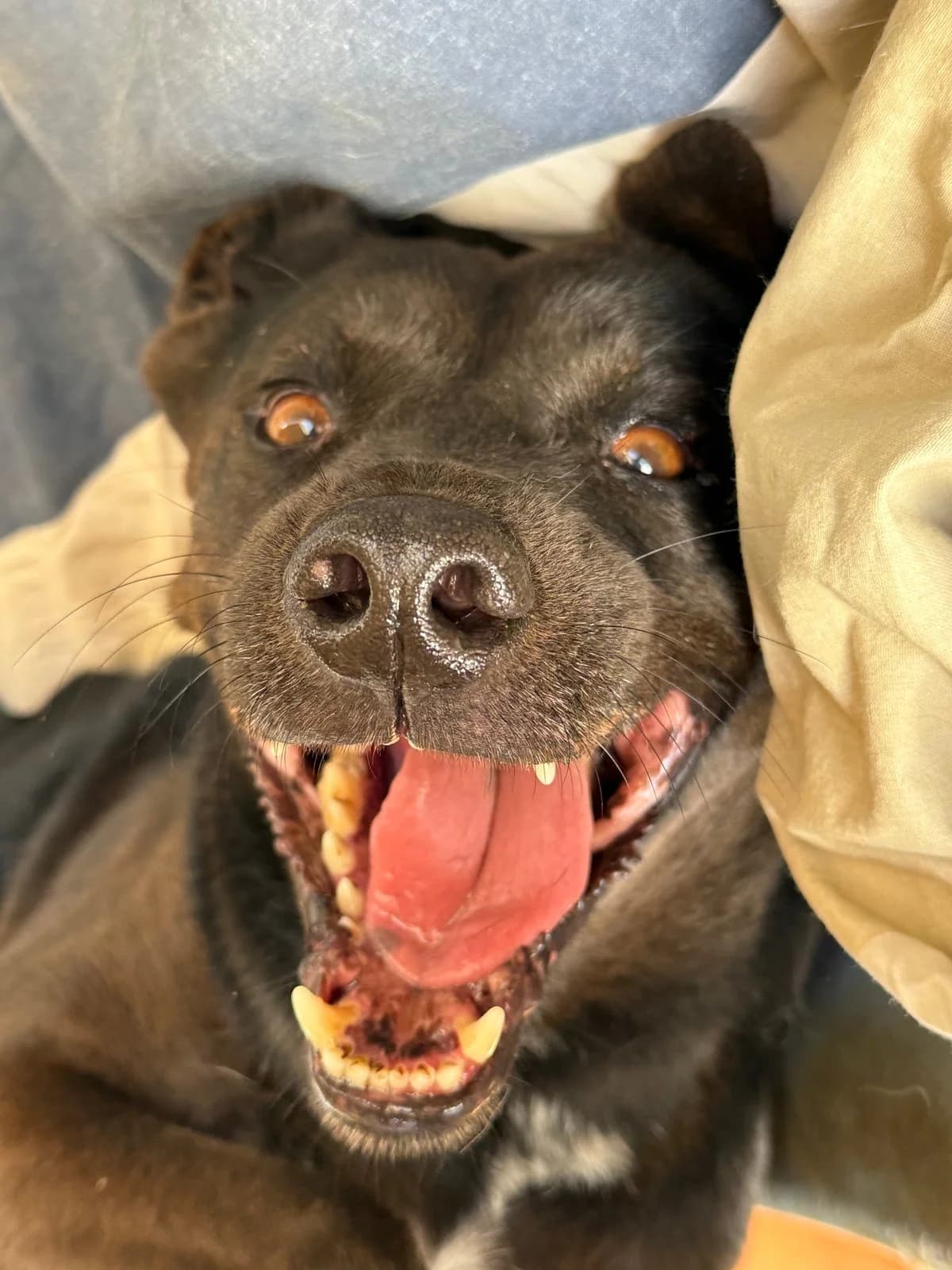 Sam, male Mixed Breed for adoption at Canil da Aroeira — photo 3 of 4