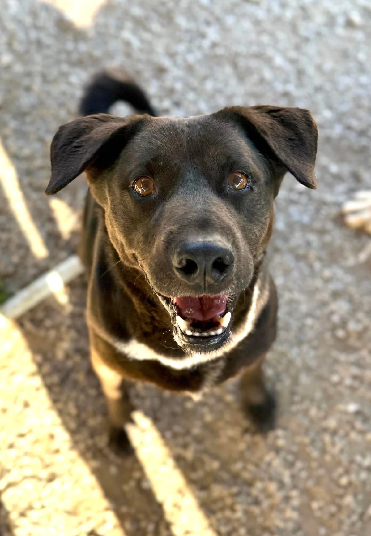 Sam, male Mixed Breed for adoption at Canil da Aroeira — photo 4 of 4