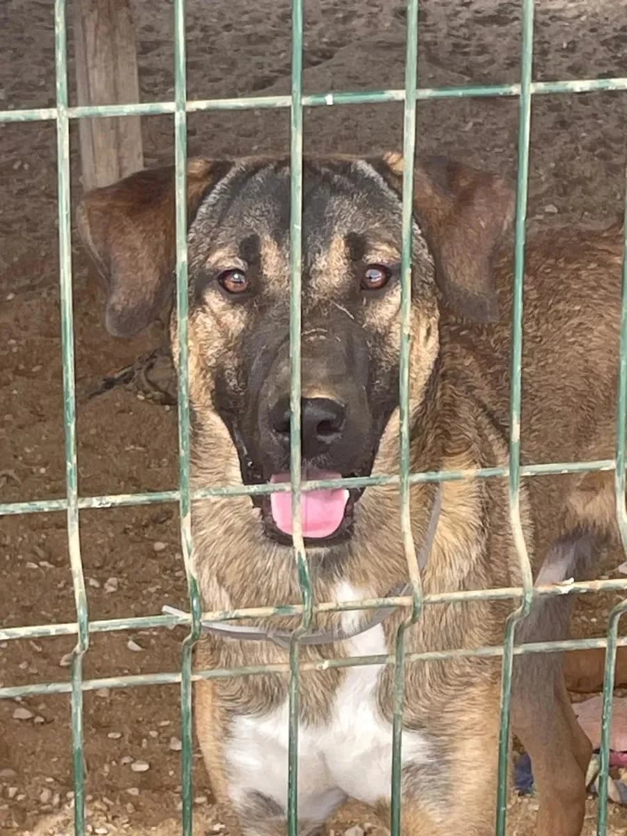 Scooby, male Mixed Breed for adoption at Canil da Aroeira