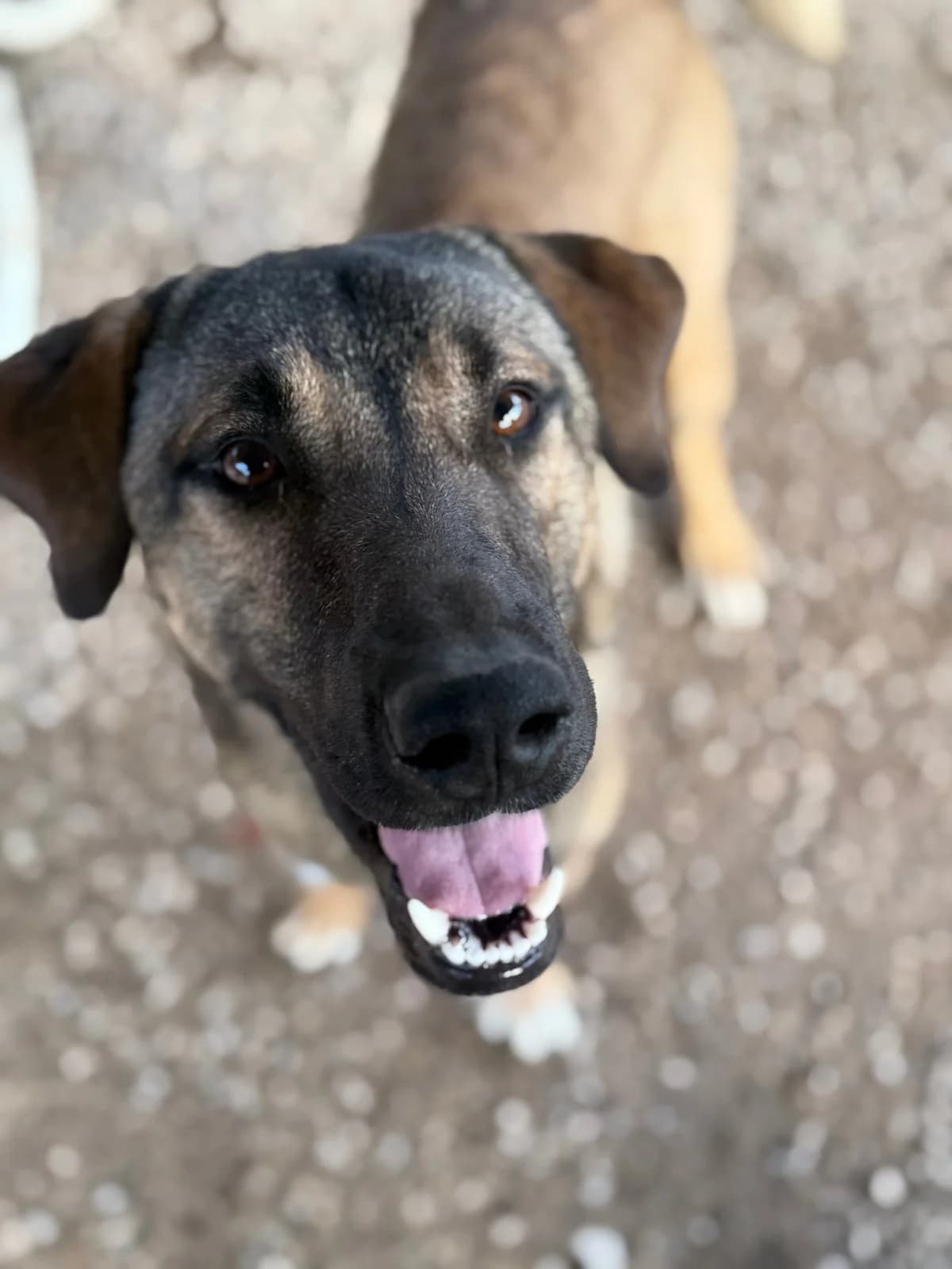 Scooby, male Mixed Breed for adoption at Canil da Aroeira — photo 3 of 4