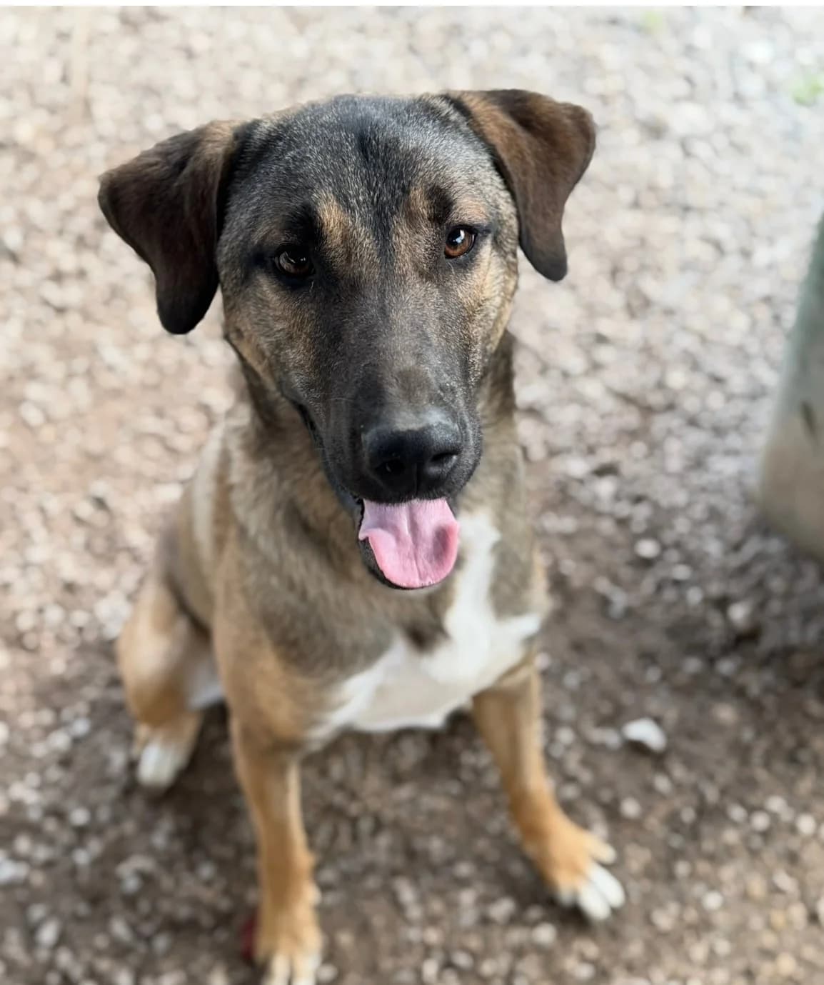 Scooby, male Mixed Breed for adoption at Canil da Aroeira — photo 4 of 4